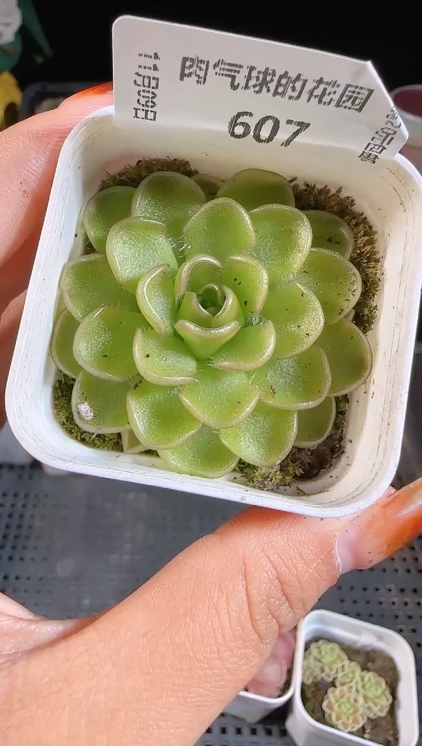 1109-607麦秆群不包整