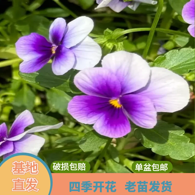 绿植园 [角堇 ]盆栽带花苞发货四季开花阳台花卉植物