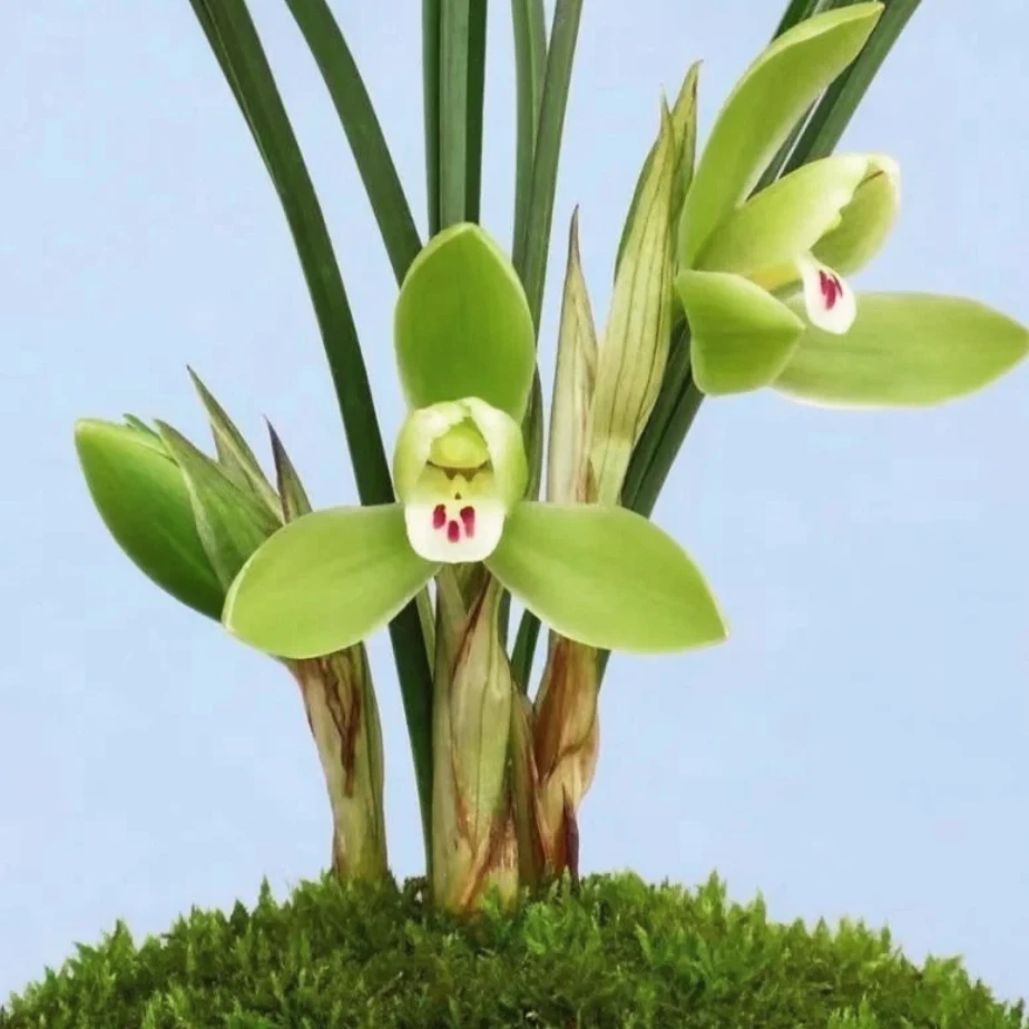 兰花春兰【龙字】上品老八种苗开花浓香高端品质兰花带花苞好养活