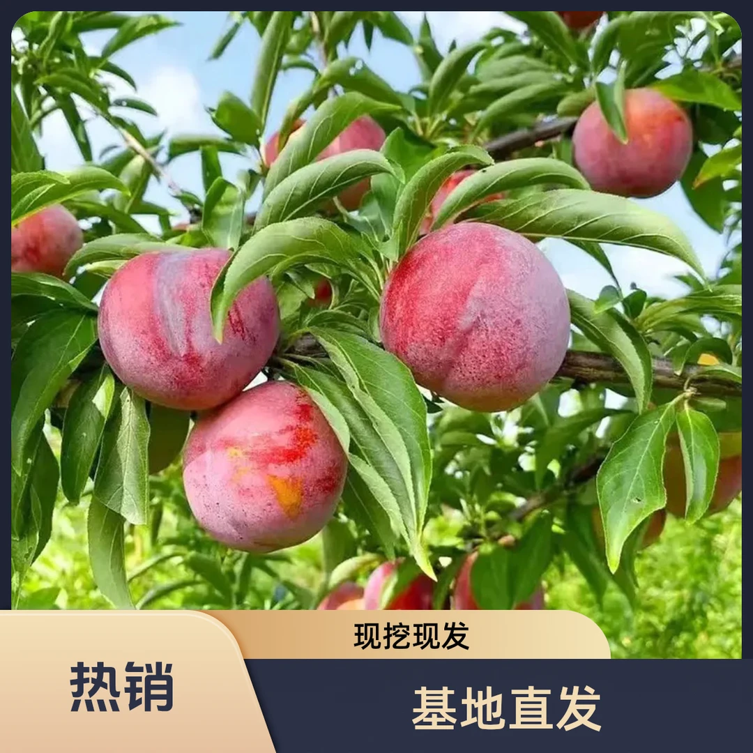 嫁接【精品李子树】地栽盆栽基地直发