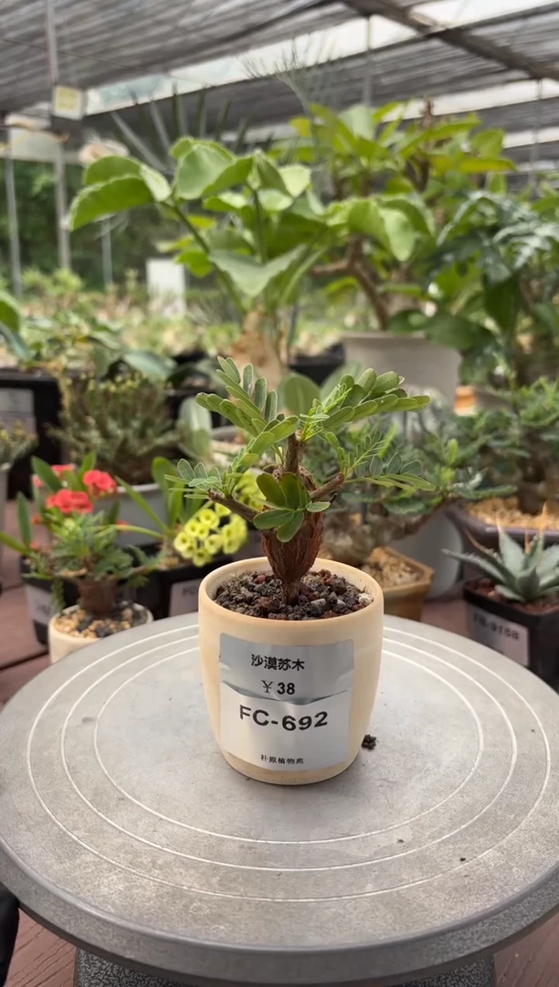 沙漠苏木FC-692