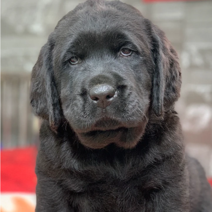 （方腊犬舍家）T双血统拉布拉多 狗狗活体