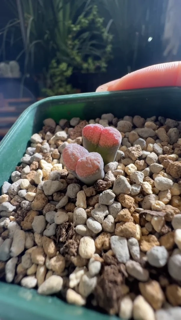 252          双头草莓糖霜
