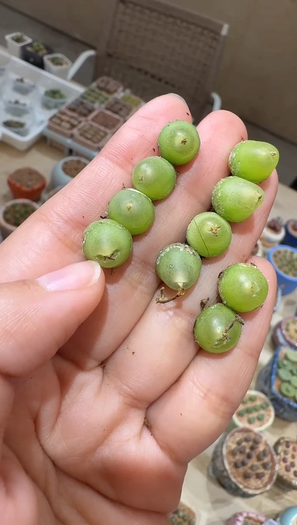 111多肉植物大葫芦一颗