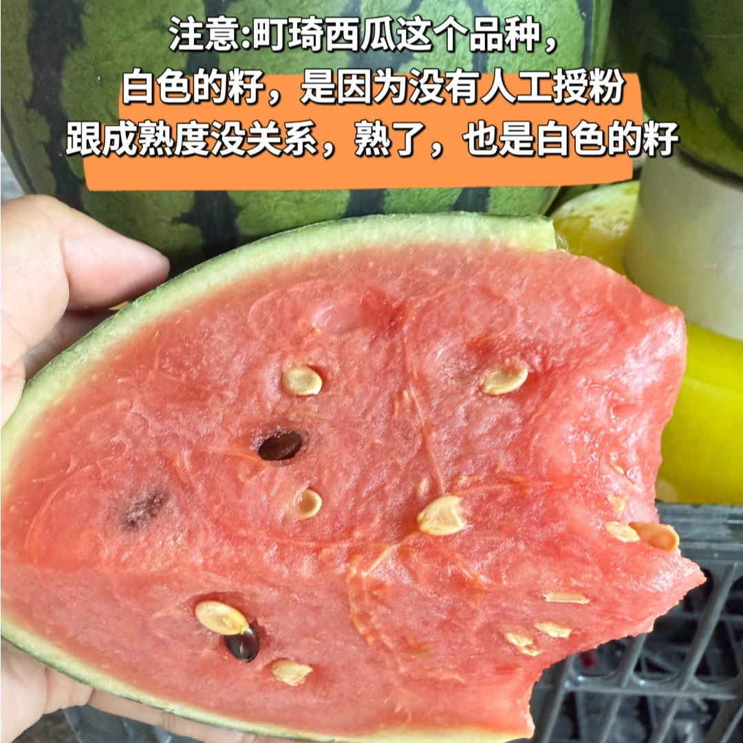 桉桉妈 山东町琦冰糖籽西瓜  新鲜采摘
