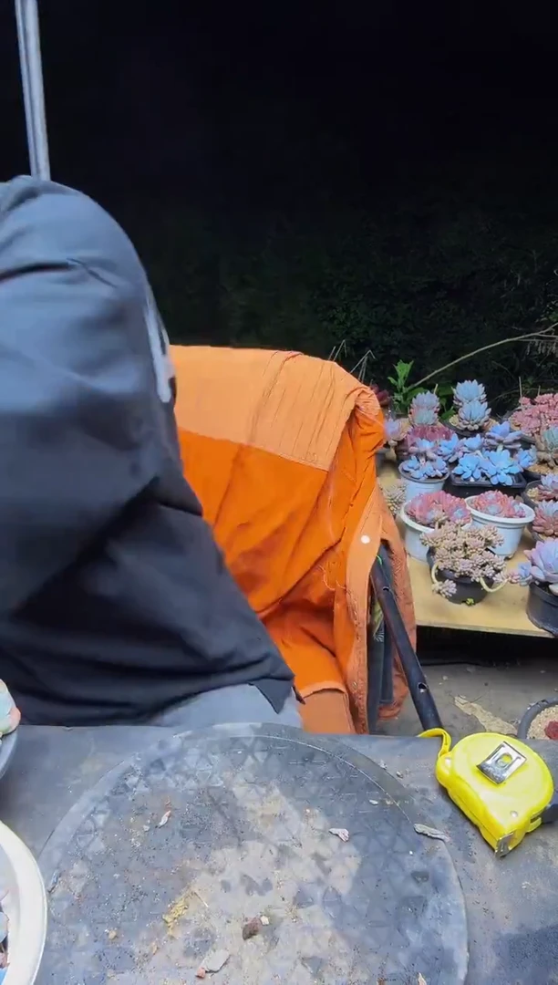 洛神杂交一物一拍