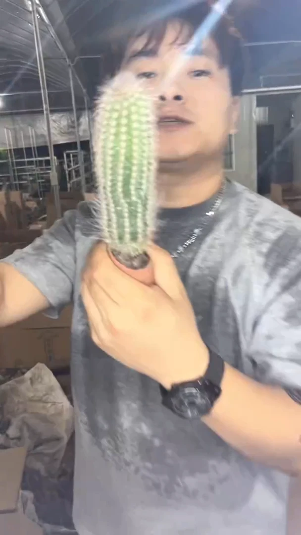 鹿角柱【实生根】高10-15cm