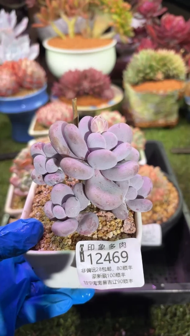 【闪购商品】12469