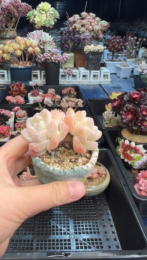 【闪购商品】428不带盆