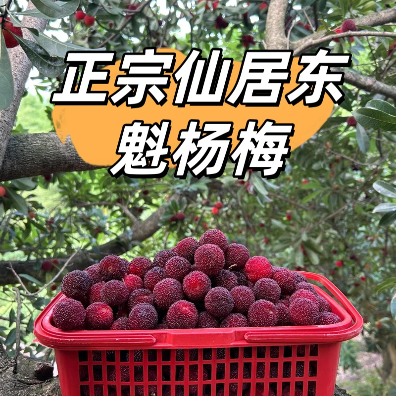 【正宗仙居东魁杨梅】15-19g，