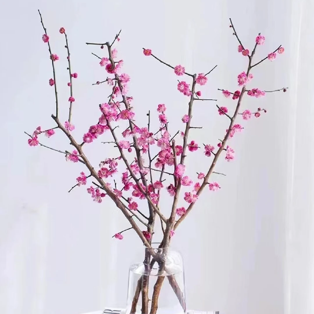 红梅花鲜切水培年宵花过年喜庆室内桌面好养遇水即开鲜切花带花苞