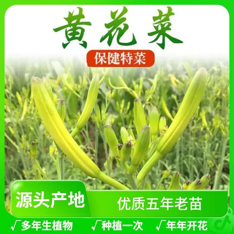 金针黄花菜五年老苗阳台盆栽观赏食用四季种植多年生忘忧草种苗