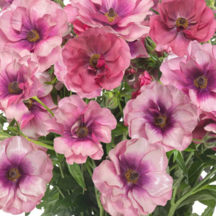 【沁心】紫心蝴蝶/希瓦-进口蝴蝶花毛茛盆栽 花园庭院植物