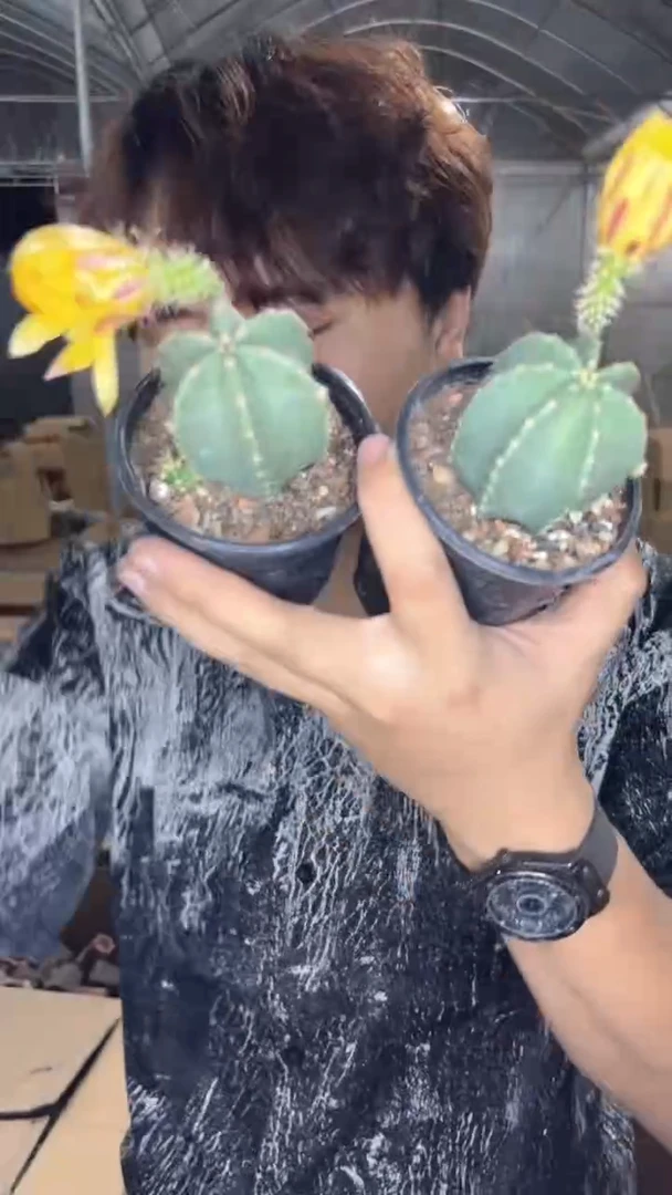 2颗 微刺虾 不指定带花苞