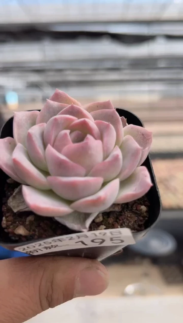 【闪购商品】新款多肉-195