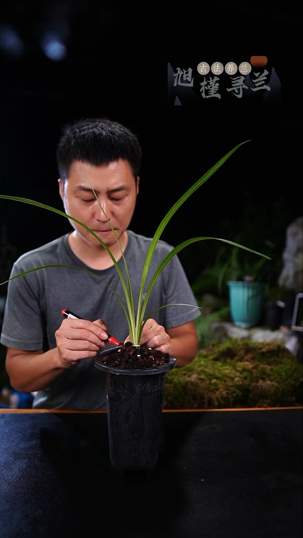 当前无花栽培后可以开花心**璃寒兰朱雀（青苗）