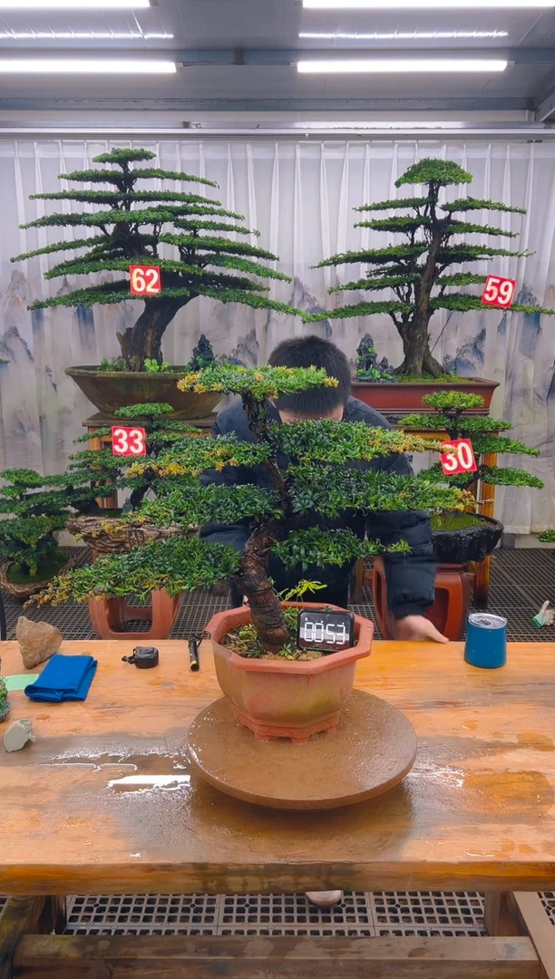 无花朵精品盆景直播间一物一拍