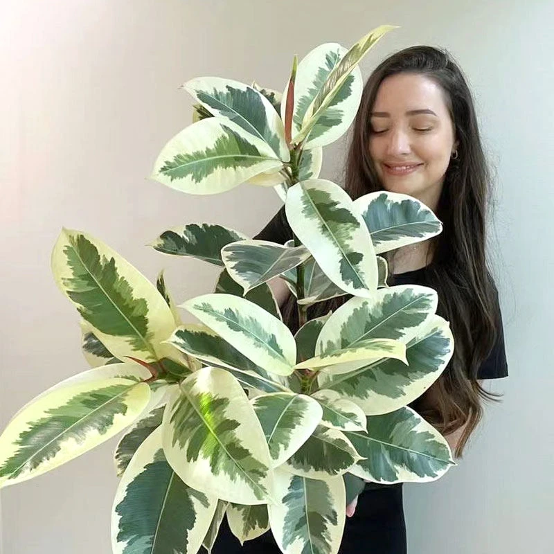 【花叶橡皮树】树室内观叶植物盆栽办公桌花卉绿植花金刚橡皮