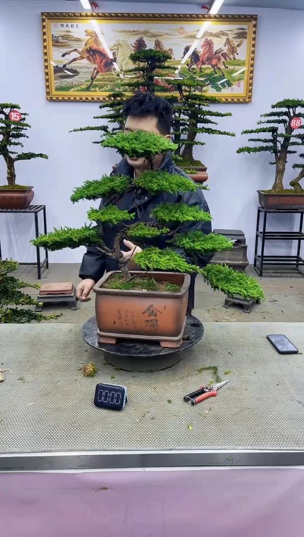 【闪购商品】八斗松/松类活物造型盆景，以直播间截图为啊啊啊啊
