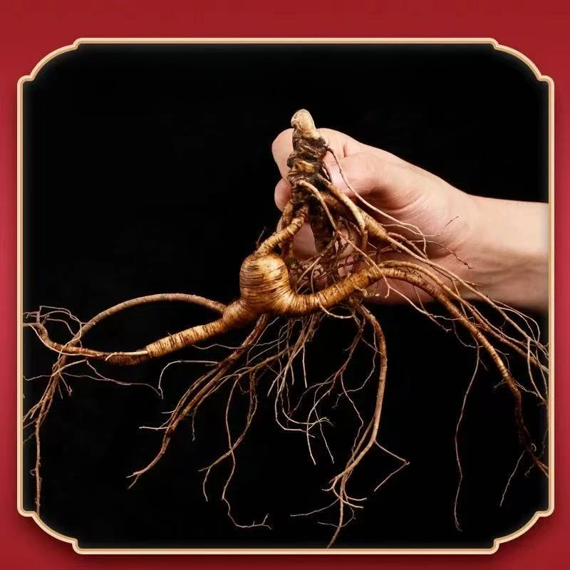 长白山新鲜人参林下参