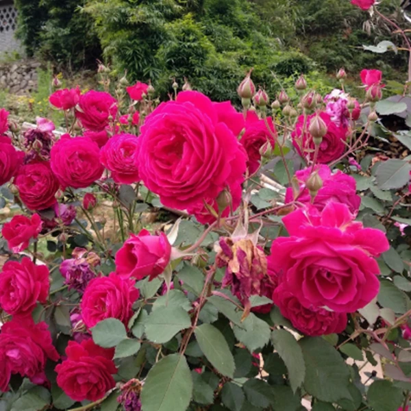 软香红月季小苗浓香多季开花阳台庭院盆栽可灌可爬