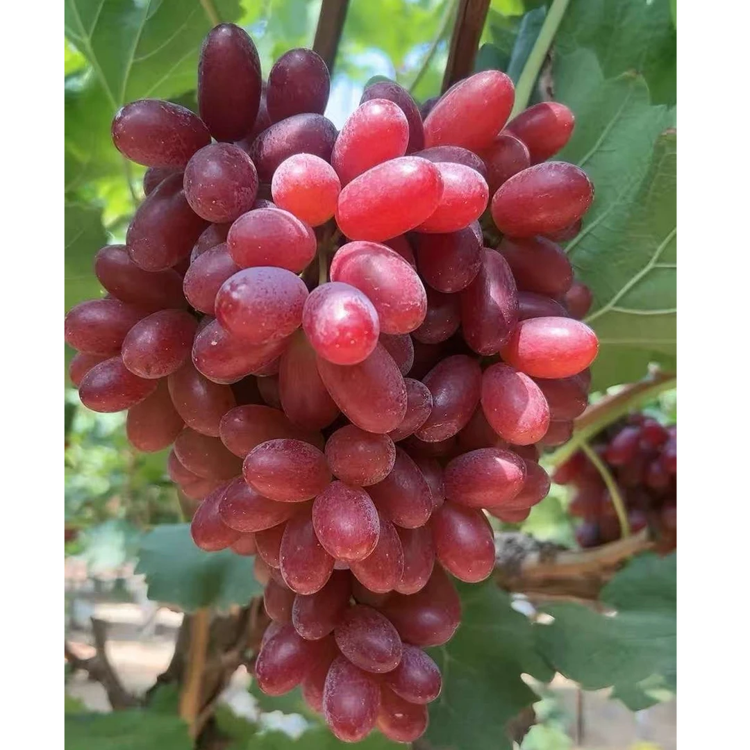【顺丰包邮】国产澳洲无核无籽葡萄红提子新鲜脆甜应季水果孕妇纯甜