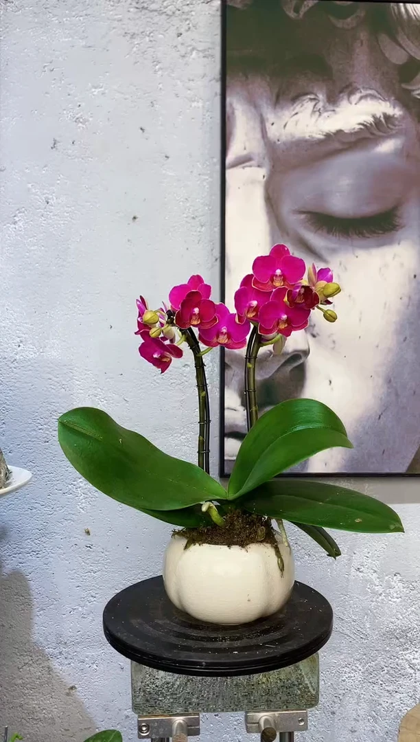 大部分花苞少量开放24植物杂货店，来淘宝吧