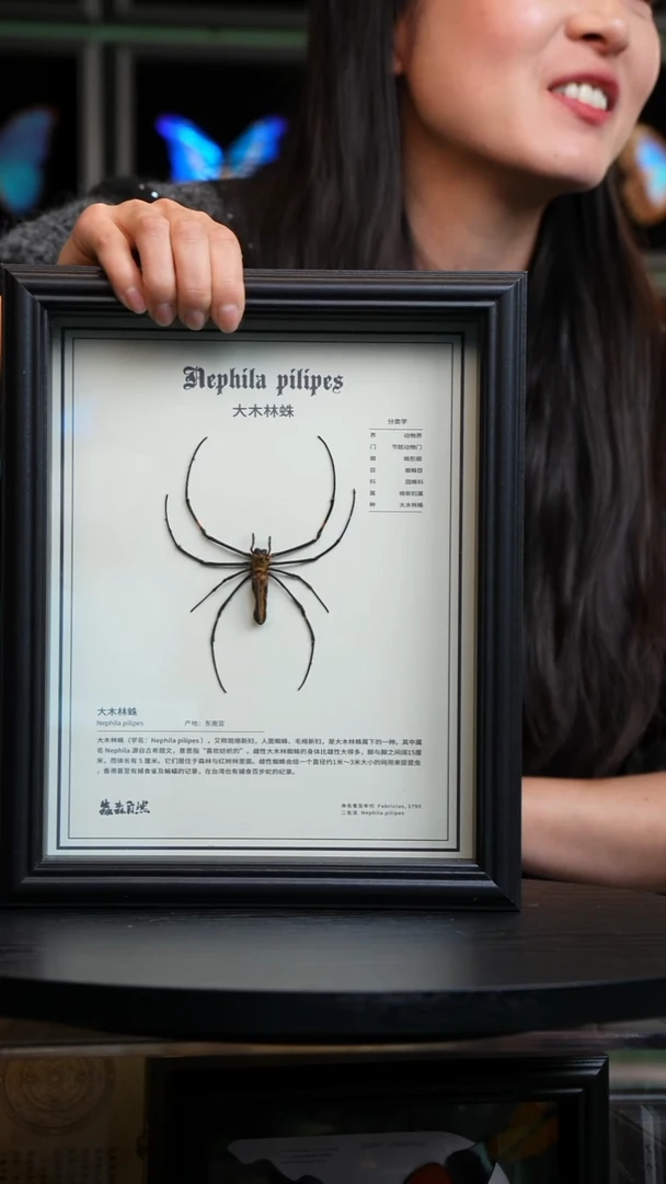 大木林蛛中文科普款10寸欧式框