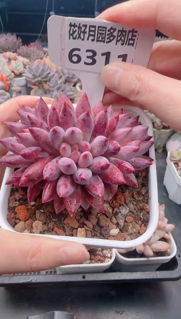 【闪购商品】6311.