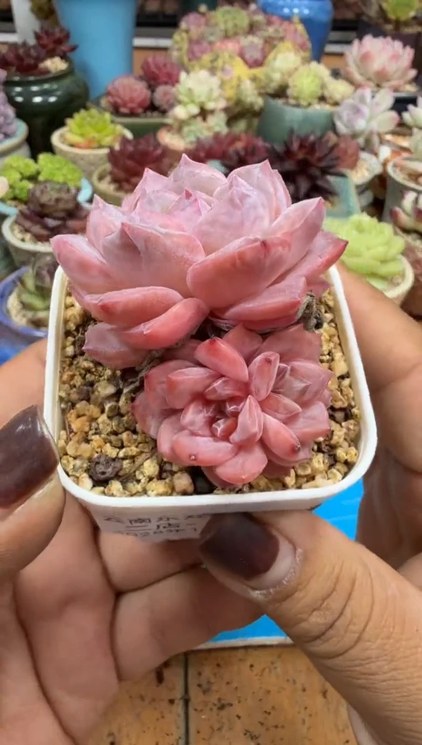 东云多肉园二店-451