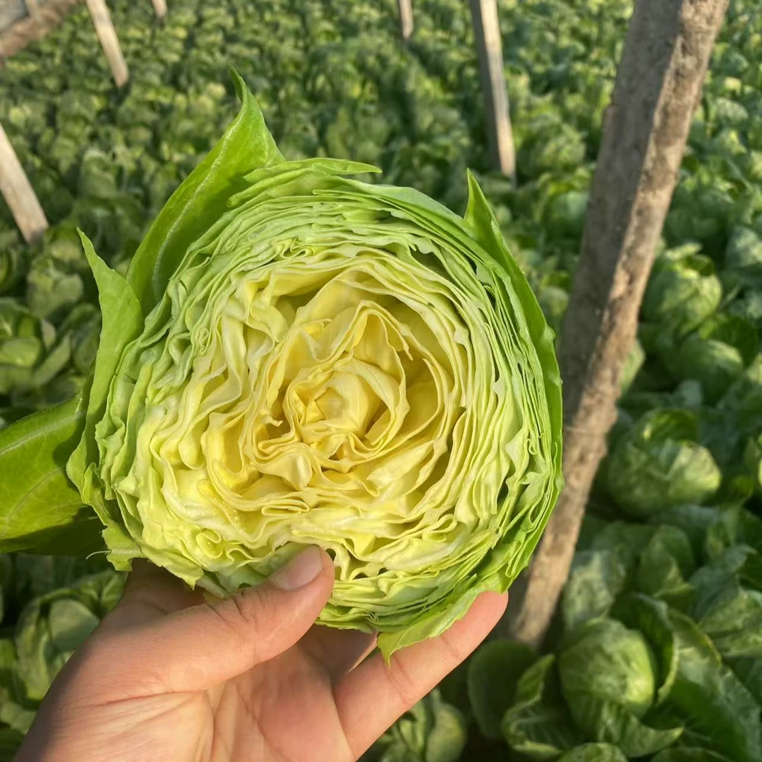 青泽农场-天津本地黄心甜口圆白菜拍3斤发4斤绿色蔬菜