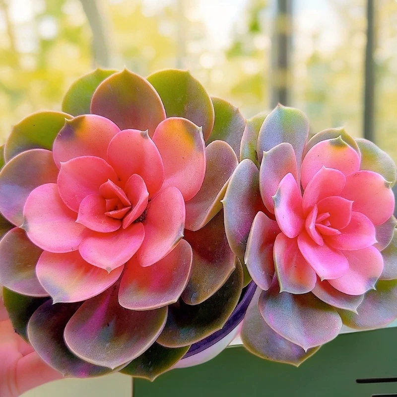 三岁家 单头牡丹仙子~两颗  脱土发   多肉植物 好看好养