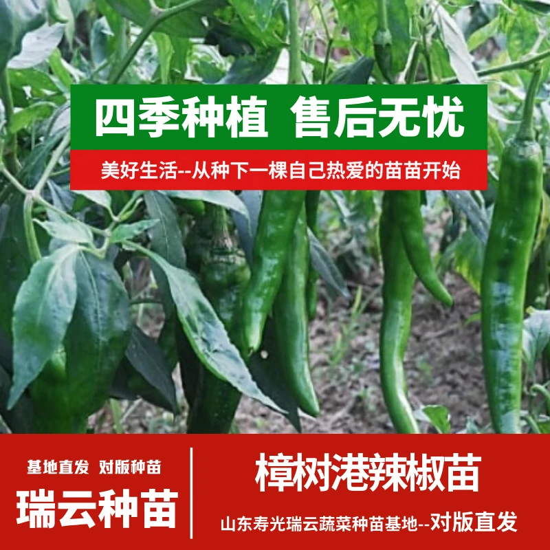 樟树港辣椒苗蔬菜苗湖南辣椒苗辣味十足寿光苗场四季种植高产带土