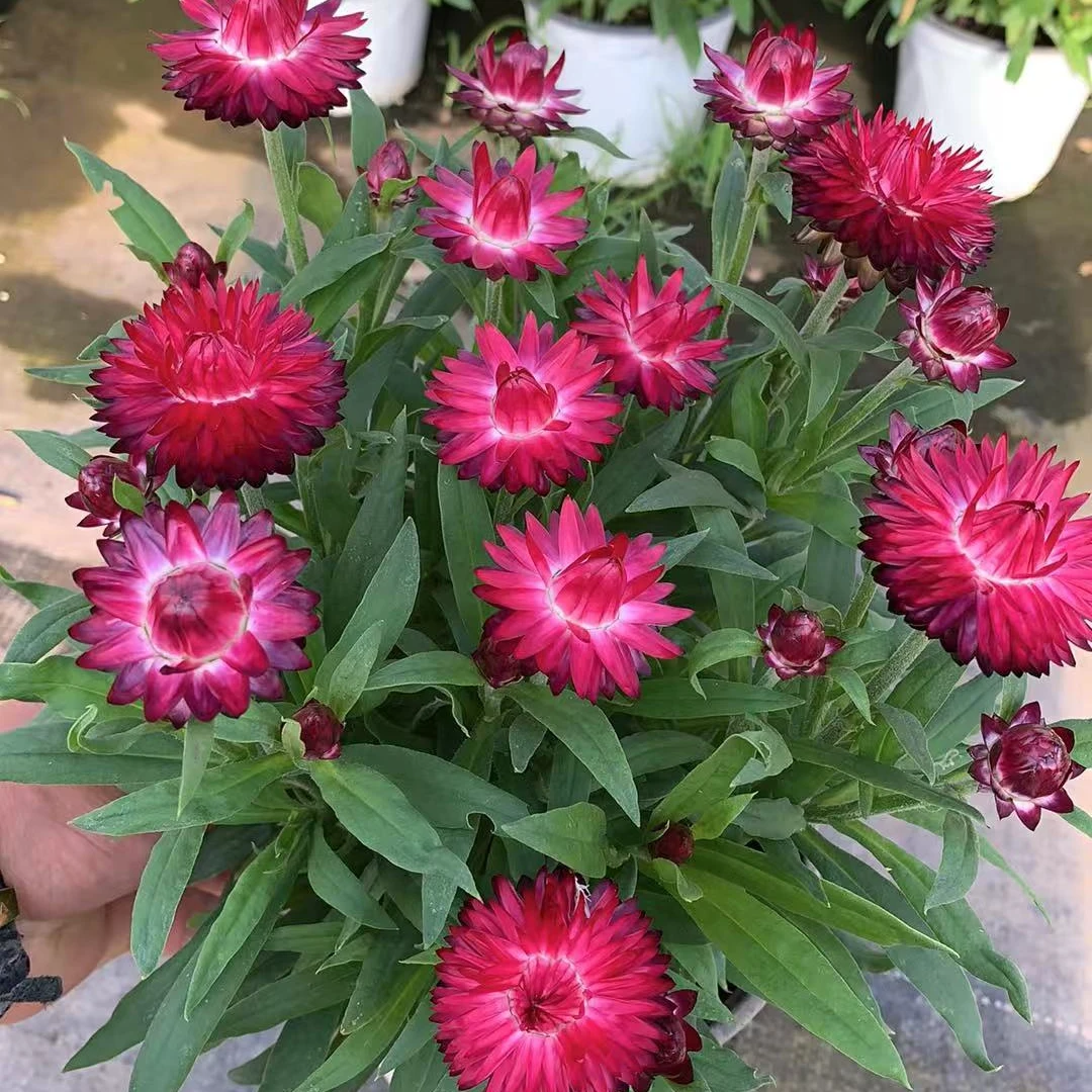 麦秆菊盆栽花苗 阳台庭院耐热耐寒多年生植物 新手好养护