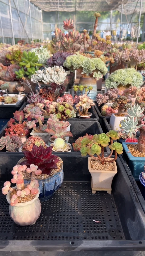 566          不带盆