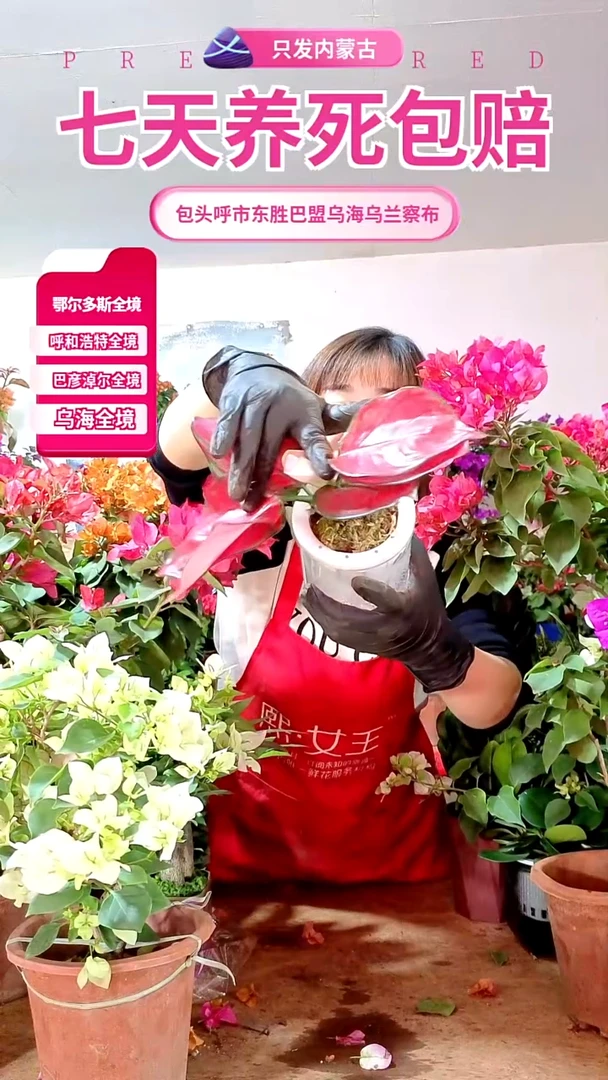 完全开放红如意水培