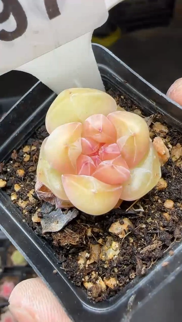 【闪购商品】一物一拍0216—397