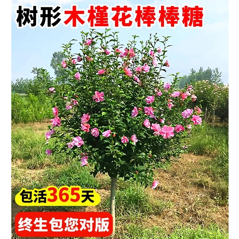 木槿花树苗盆栽重瓣木槿棒棒糖可食用四季花苗好养庭院绿化风景树