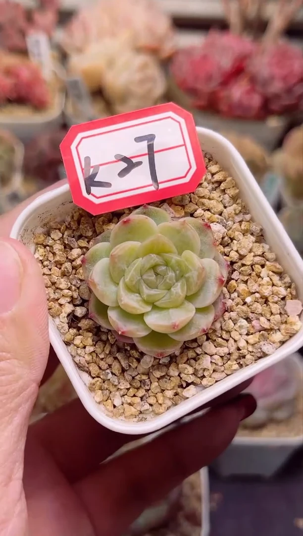 【闪购商品】K27无尽灯一物一拍