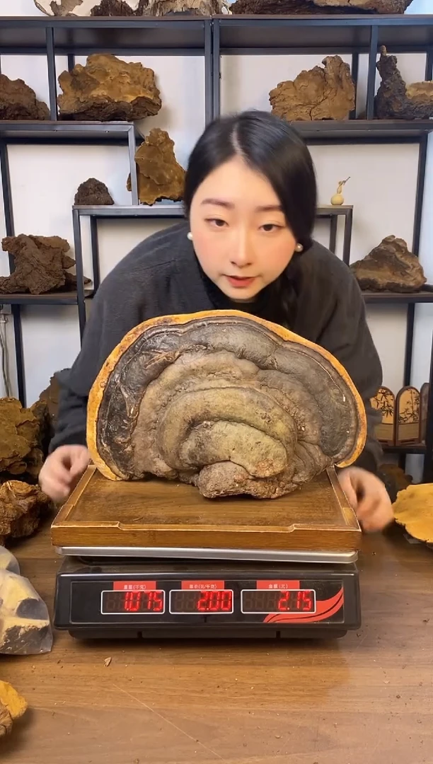 藏区野生红缘层孔菌