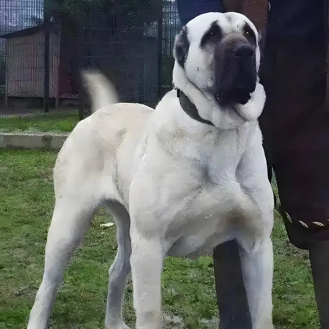 嘉轩猛犬坎高宠物狗狗
