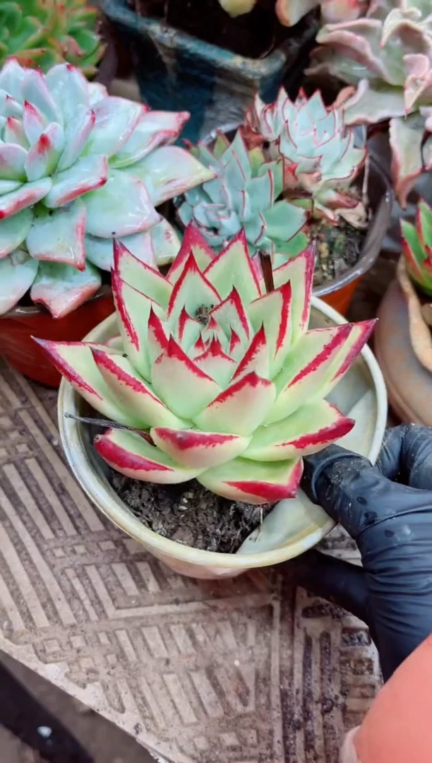 朝**暮16020多肉植物一物一拍