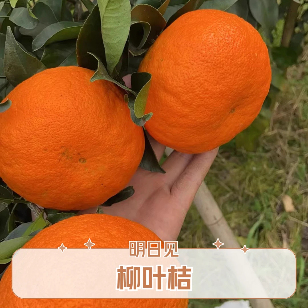 【柳叶桔】明日见柑橘阿斯蜜兴津58号阿思密橘子新鲜应当季