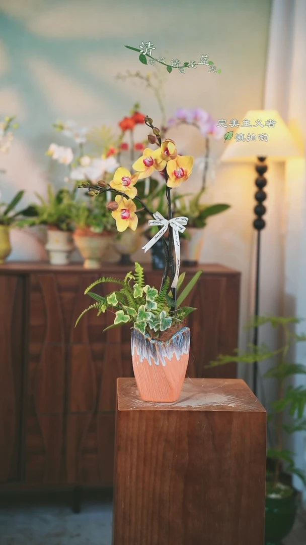 以实际为准蝴蝶兰组合盆栽