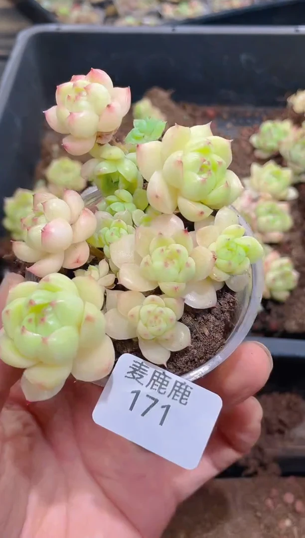 171霓虹        量拍