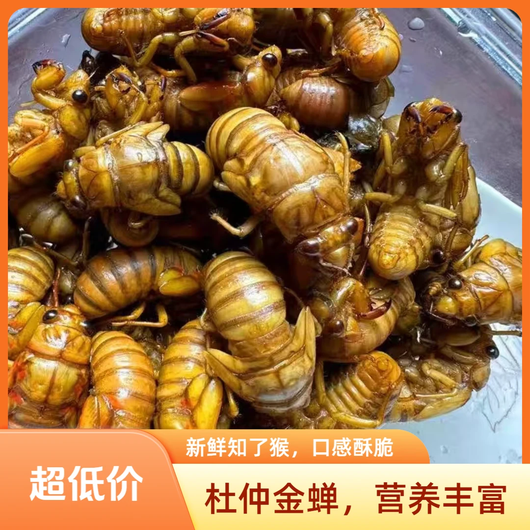 杜仲金禅 知了  肉质鲜美 顺丰包邮