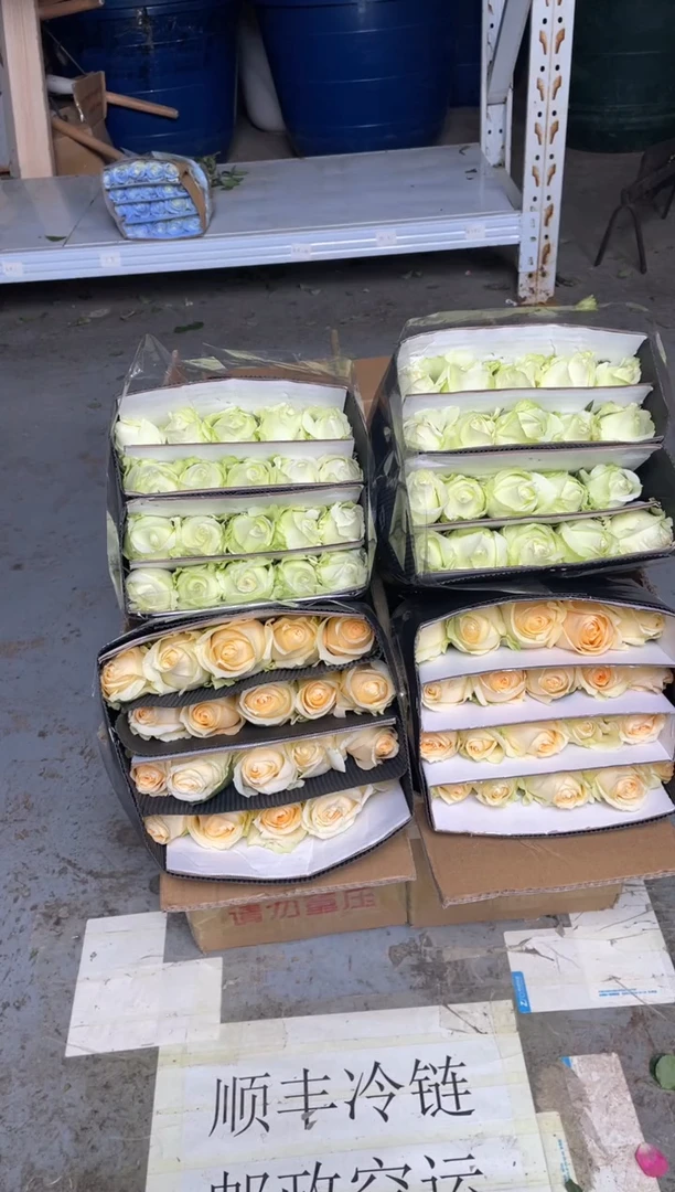 香槟20枝+白雪山20枝