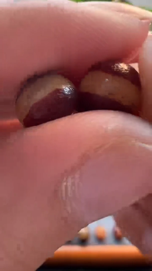 玛瑙/玉髓（覆膜）颈饰未镶嵌57.（微瑕随机发货）