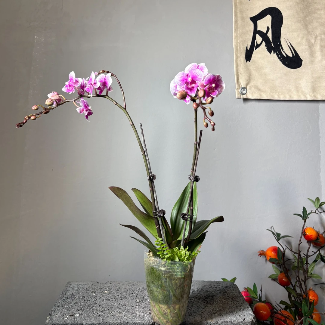 粉公主蝴蝶兰 基地直供带花带剑带花苞 新手友好