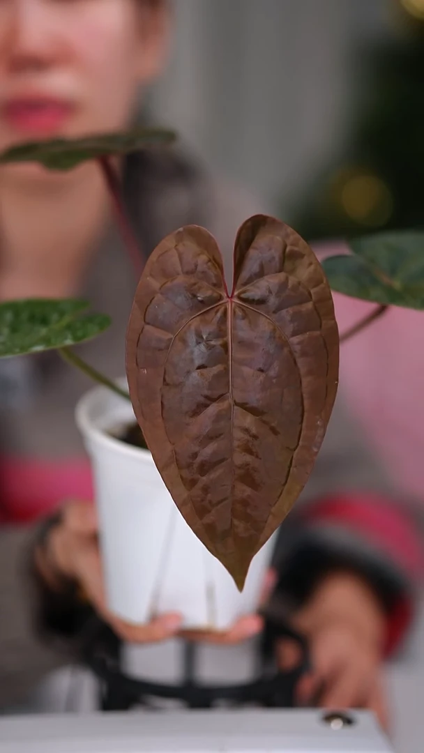 完全开放奇妙森林黑桃x奢华